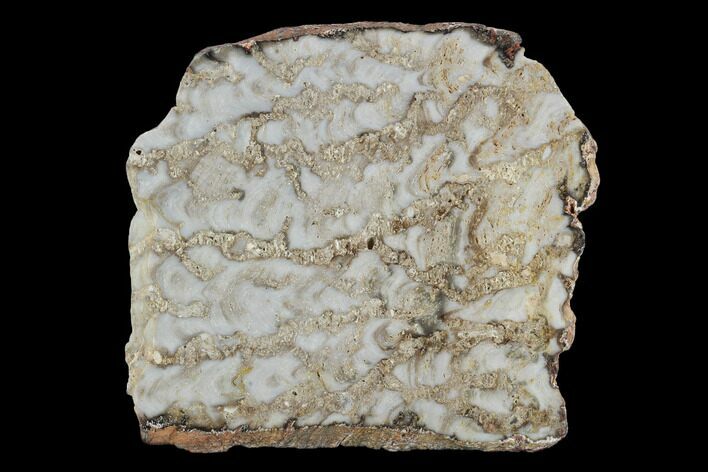 Paleoproterozoic Columnar Stromatolite (Eucapsiphora) - Australia #96292